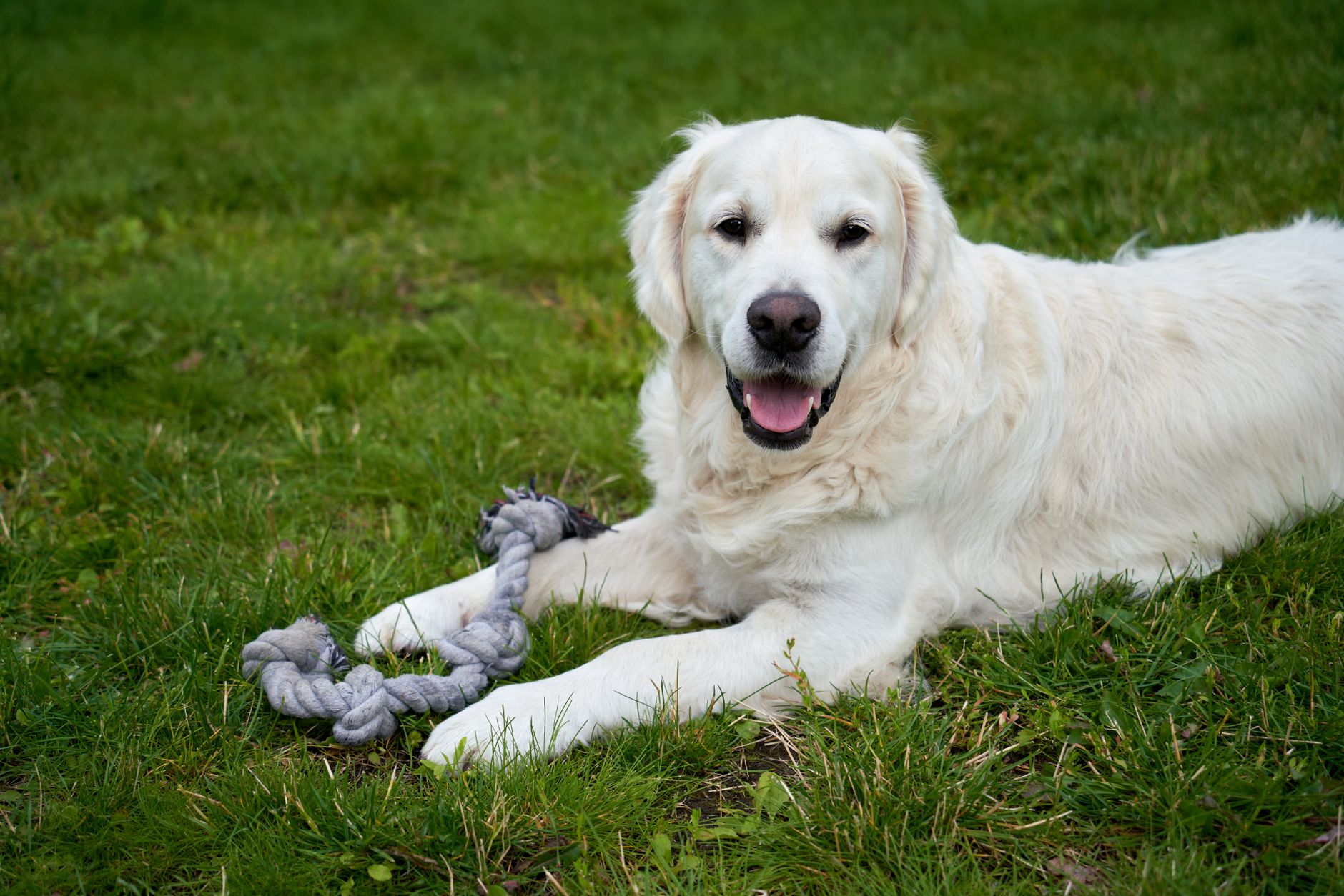 a dog enjoying a natural rabbit pet food treat