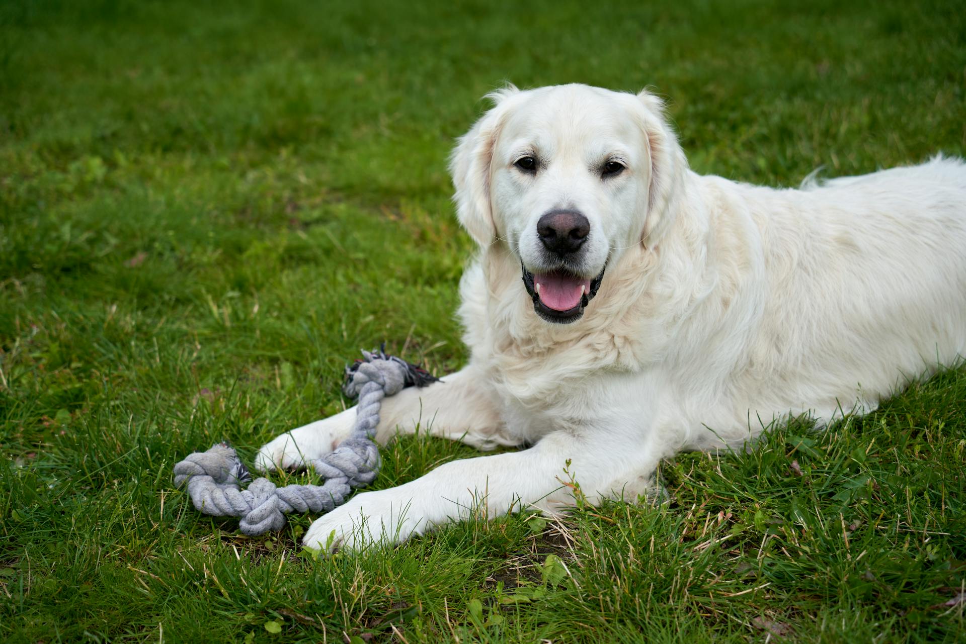 A young white male golden retriever is lying on the green grass, carefully guarding his rope toy, showcasing his protective nature during a peaceful summer day