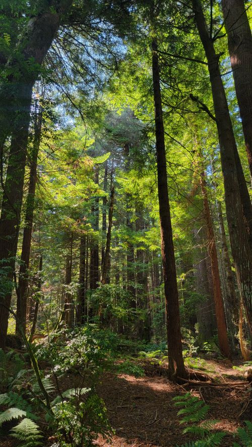 Free A sunlight-dappled trail through a lush, towering redwood forest, perfect for a tranquil hike. Stock Photo