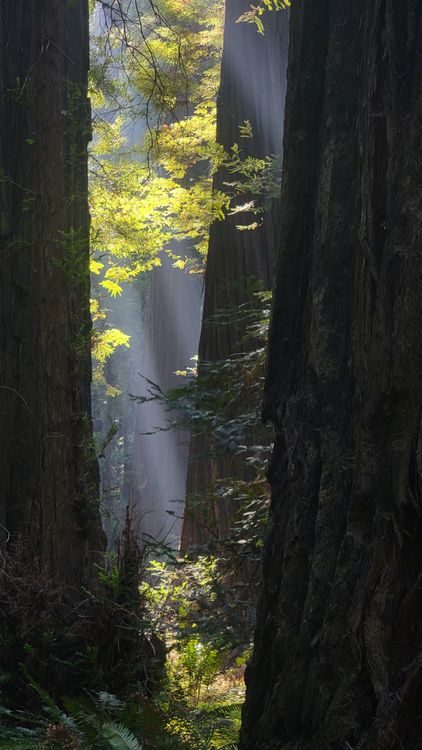Sunlight shines through the trees in a redwood forest · Free Stock Photo