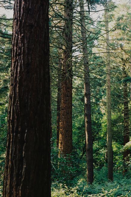 A stunning view of tall evergreen trees in a serene forest environment.