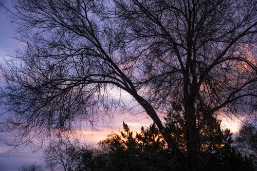 Free Capture of a beautiful tree silhouette against a vibrant sunset in Jaén, Spain. Stock Photo