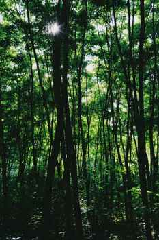 Sunlight peeks through a lush green forest canopy, capturing a serene natural landscape.