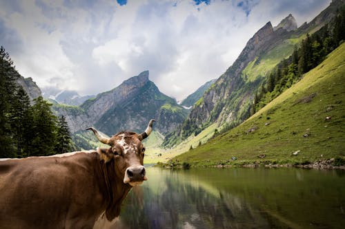 Free Photo of Cow Near Lake Stock Photo