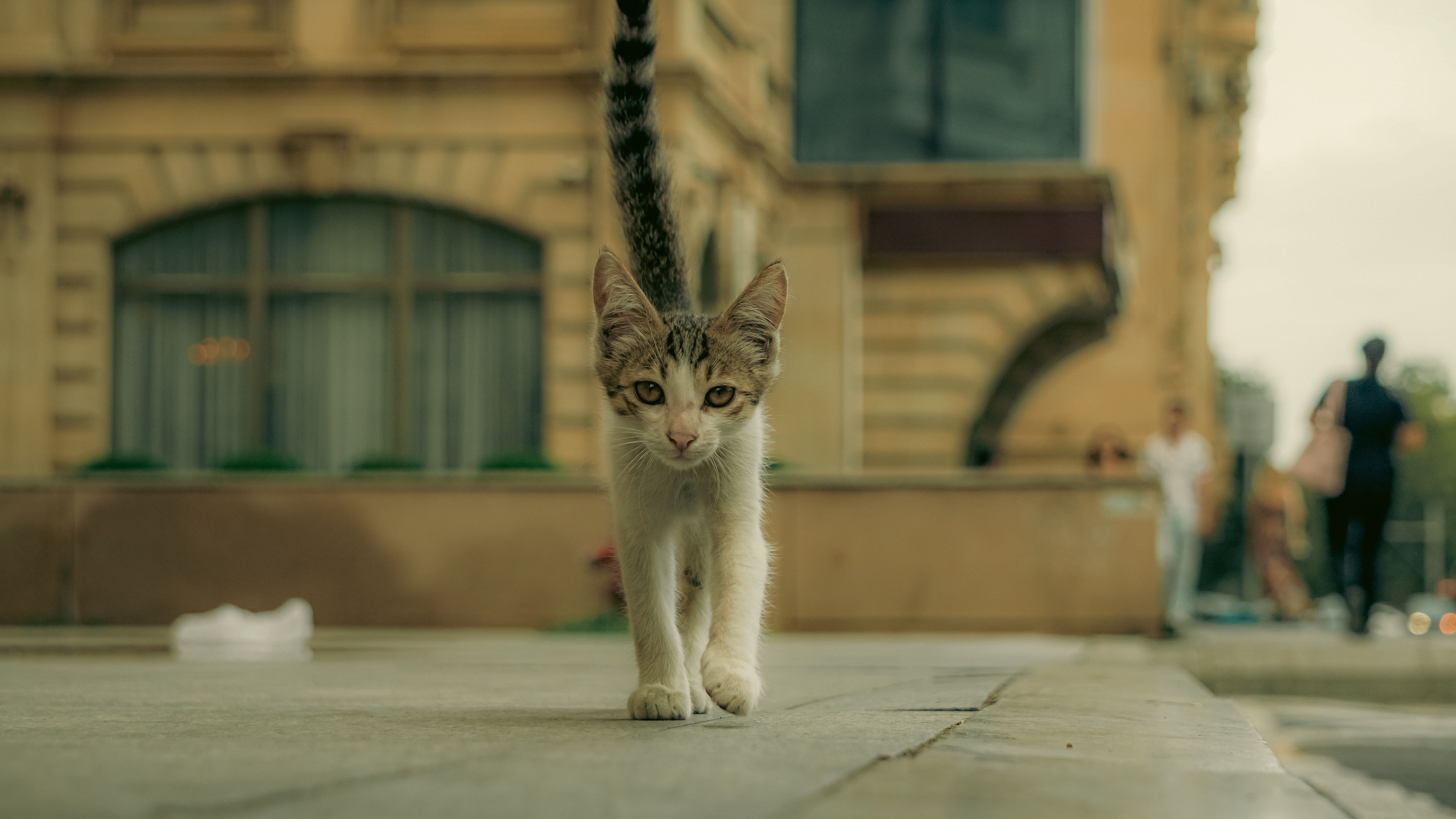 A cat walking on the street in front of buildings · Free Stock Photo