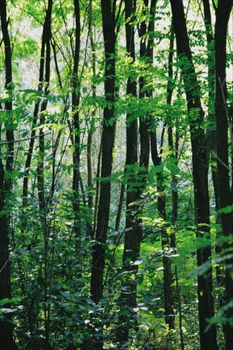 Sunlit forest with lush green foliage in Poznań, Poland during summertime.