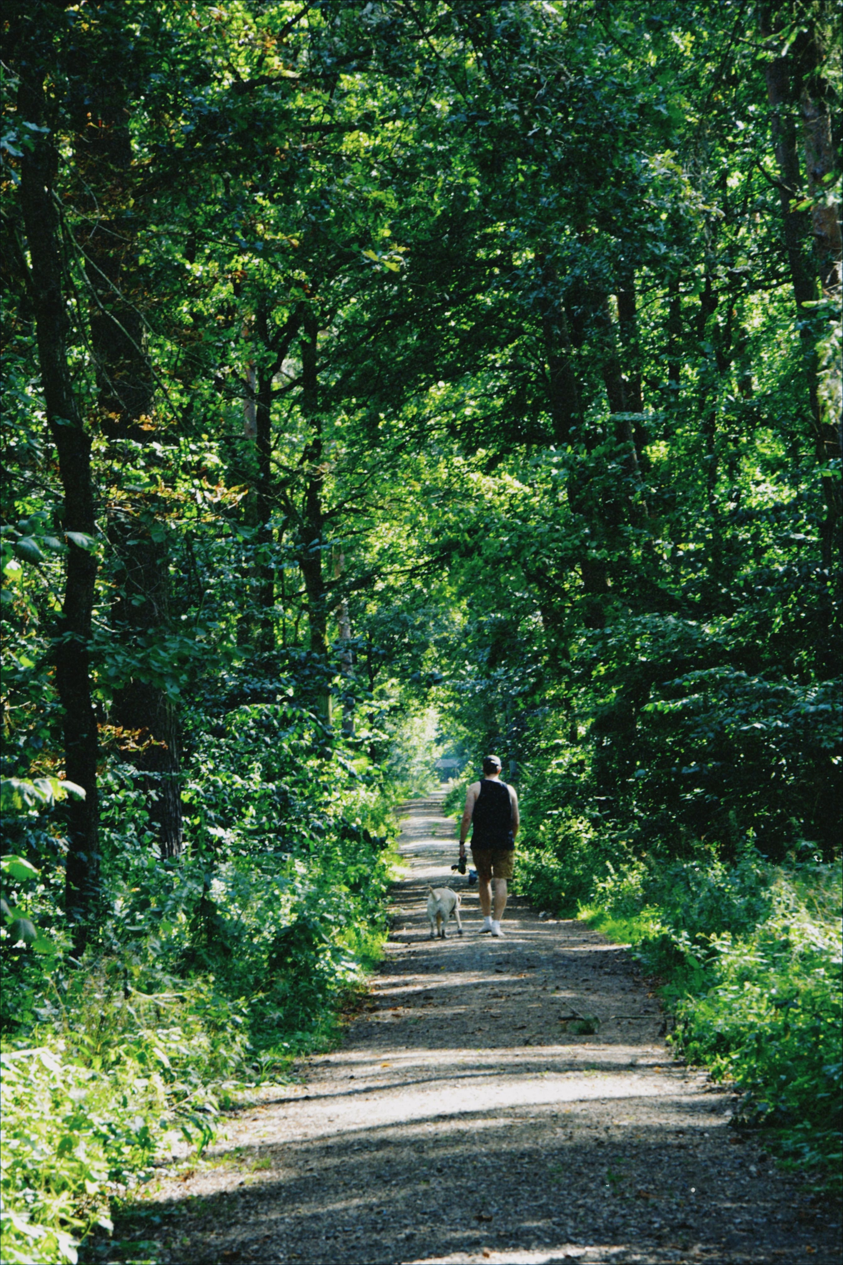 A person walking down a path in the woods · Free Stock Photo