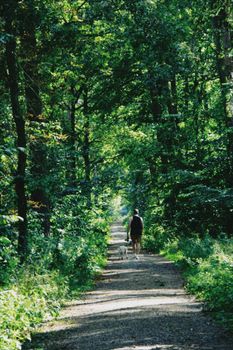 A tranquil forest path with a person walking surrounded by vibrant greenery in Poznań, Poland.