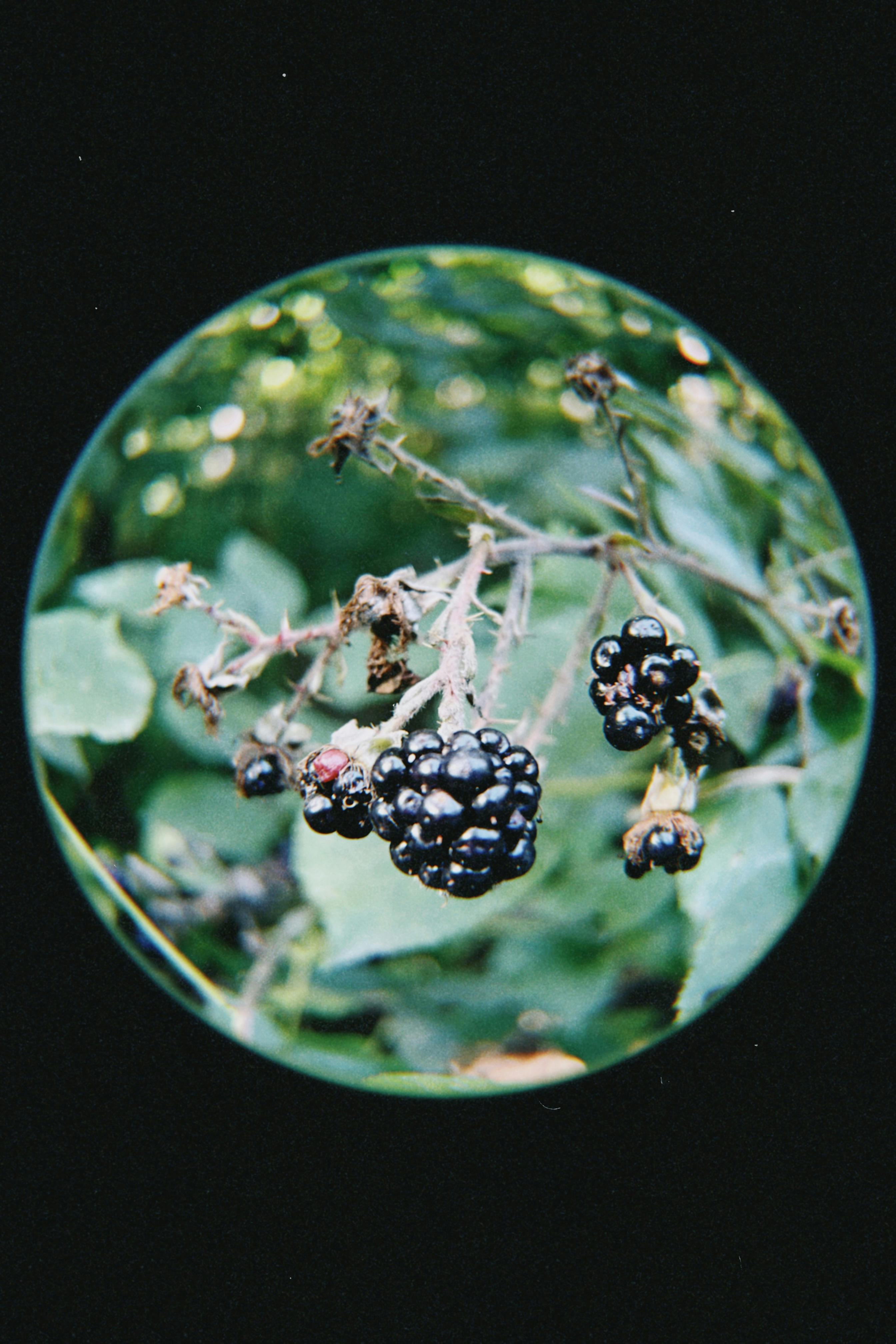 Close-up of ripe blackberries on a vine in a forest setting using fisheye lens.