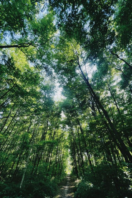 Free Peaceful forest pathway under a lush green canopy in Poznań, Poland. Stock Photo