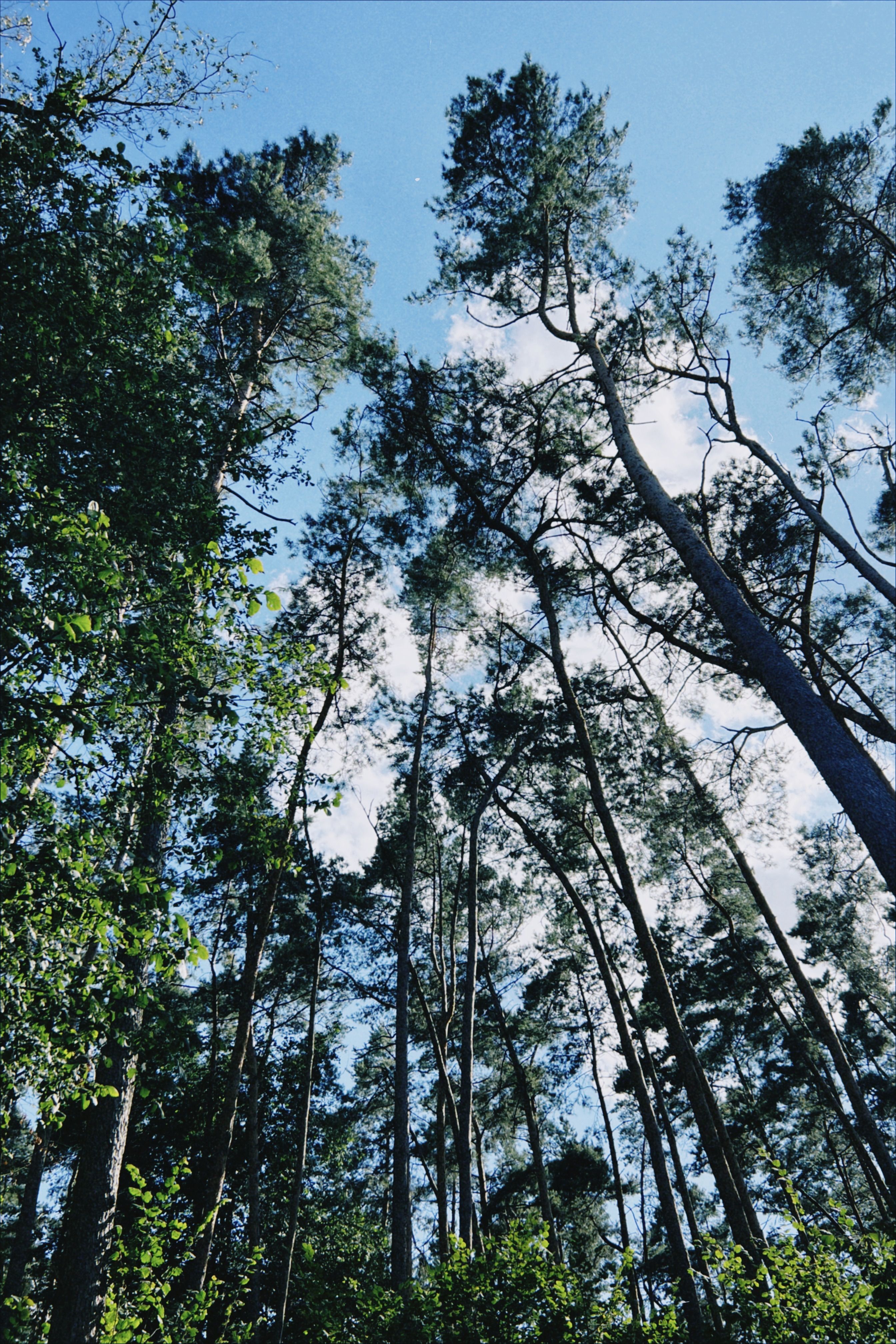 Tall trees in the forest with blue sky · Free Stock Photo