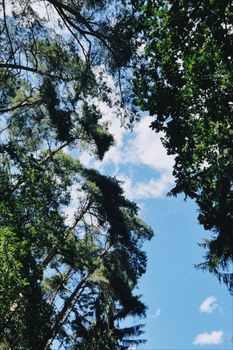 Tall trees form a lush canopy against a clear blue sky in a serene summer forest.