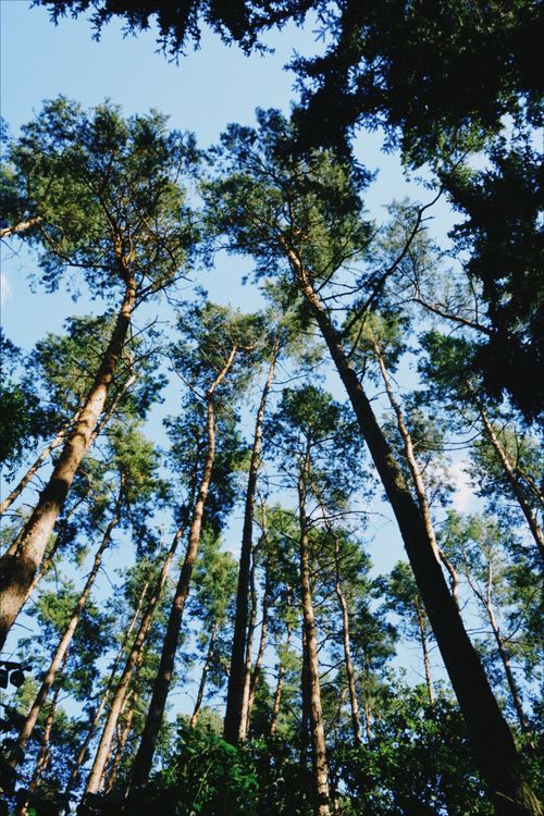 Free Majestic evergreen trees reaching for the sky in a summer forest near Poznań, Poland. Stock Photo