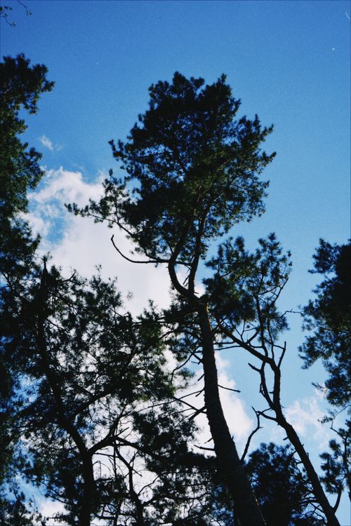 Free Scenic view of tall pine trees silhouetted against a bright blue sky on a summer day. Stock Photo