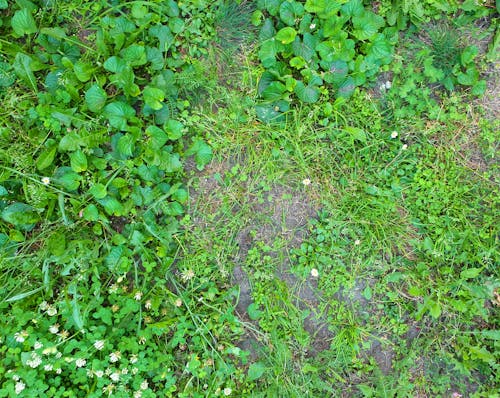 Free stock photo of grass, green, ground