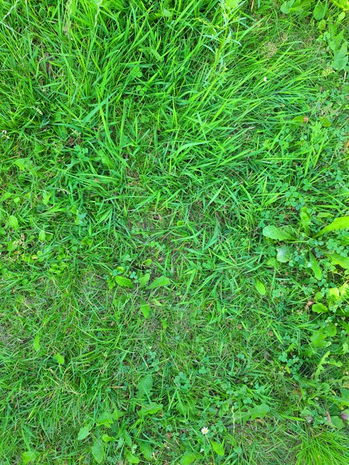 Darmowe zdjęcie z galerii z pole, rozdrobniony, trawa