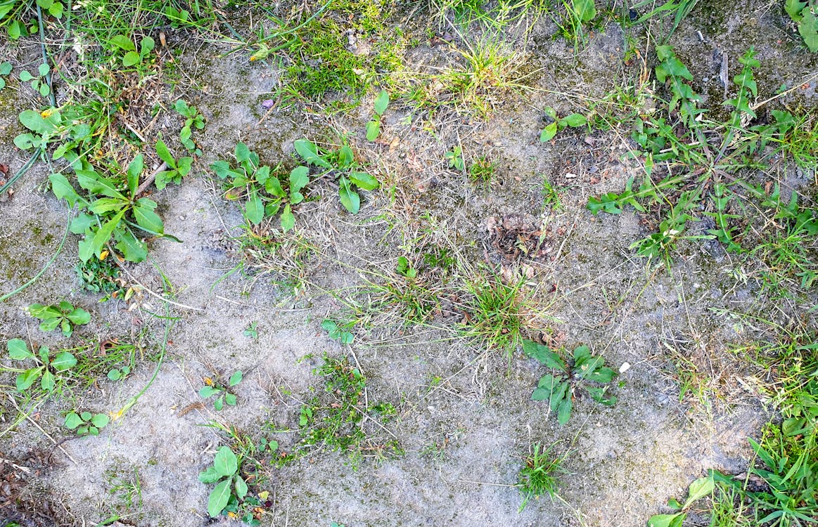 Free stock photo of drought, grass, gray