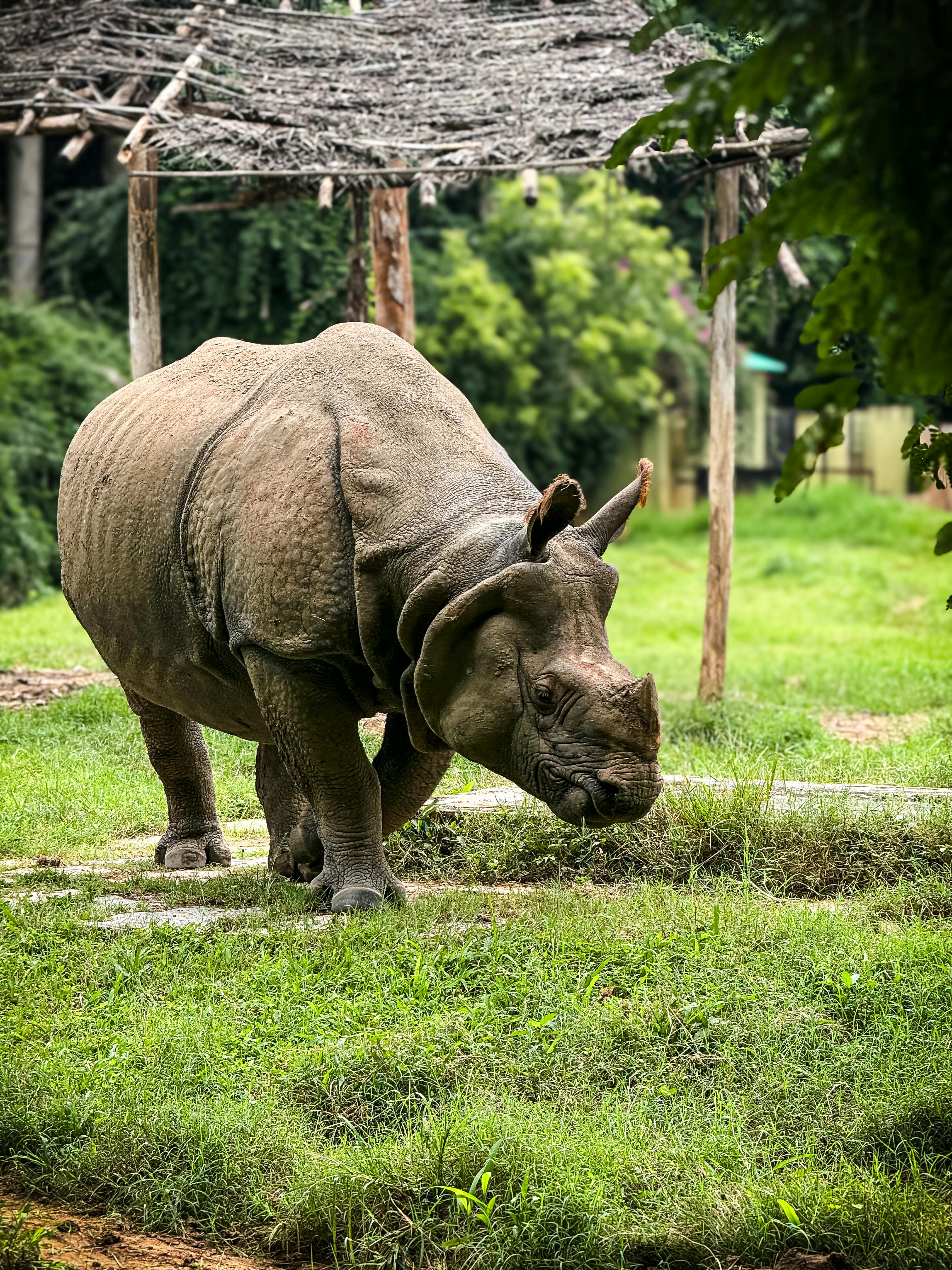 grátis Foto profissional grátis de ambiente natural, amplo, animais selvagens Foto profissional