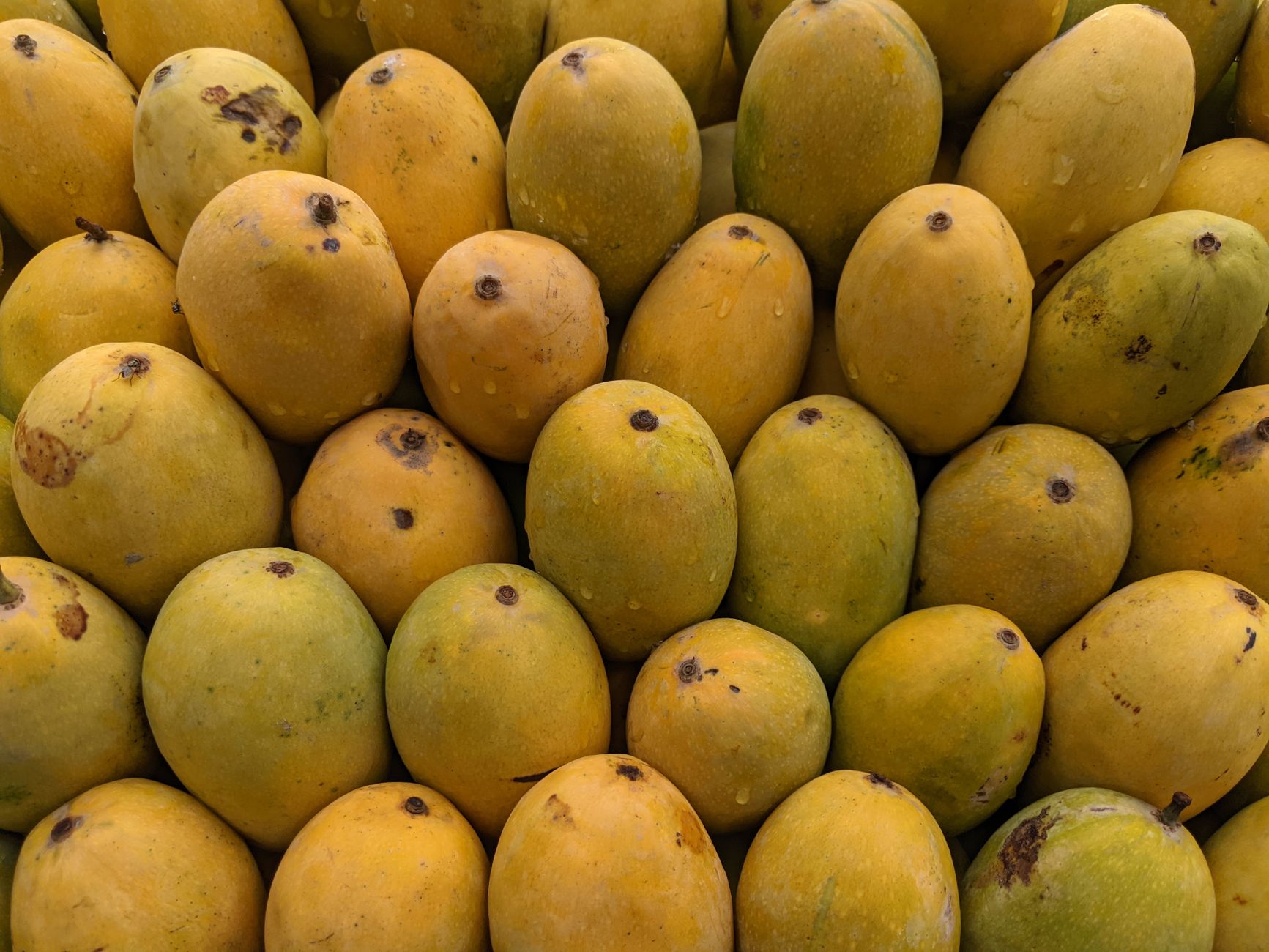Close-up of mango skin showing subtle wrinkles and rich colors