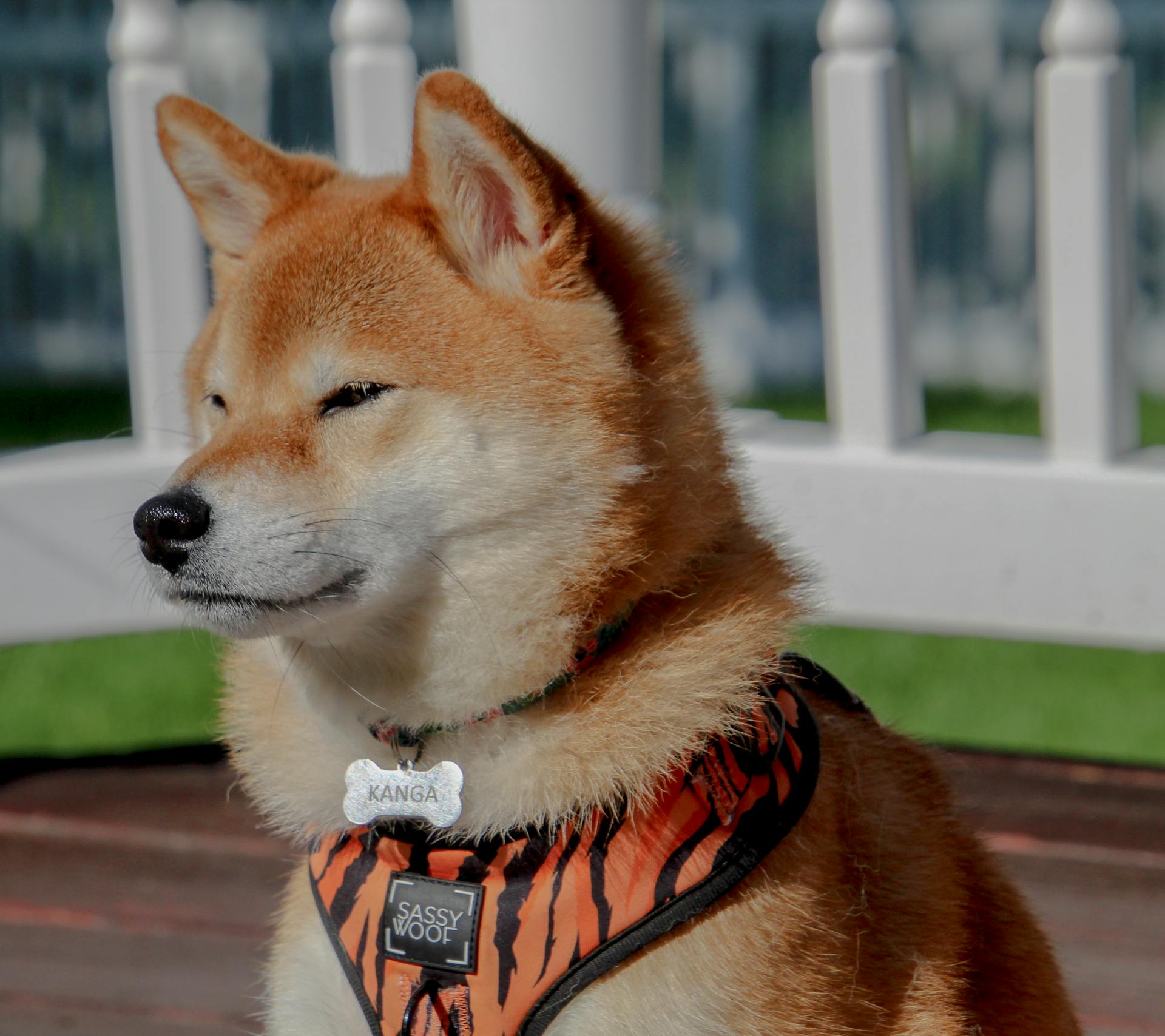 A dog wearing an orange and black vest sitting on a bench