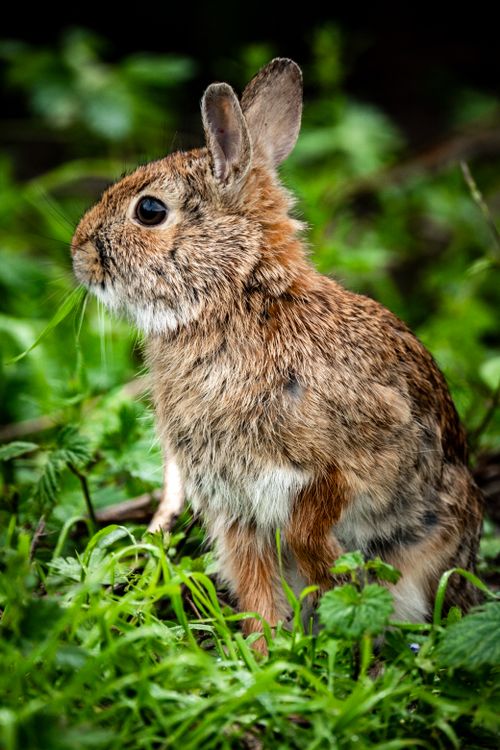 Free Adorable young rabbit sitting in green grass, showcasing its fluffy fur in a natural outdoor setting. Stock Photo