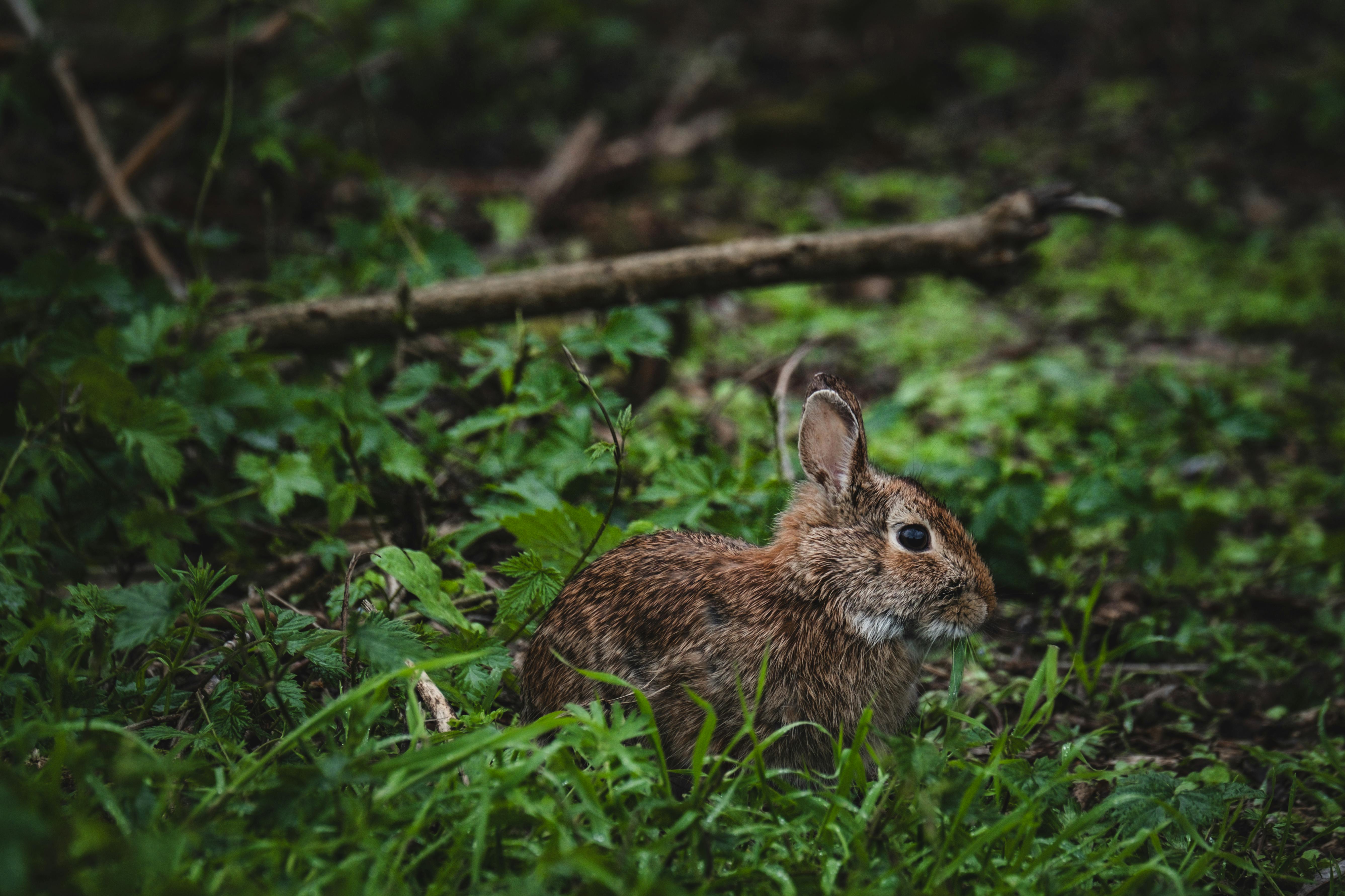 A cute wild rabbit sitting quietly in a lush green forest setting surrounded by vibrant foliage.