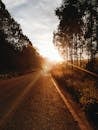 日出时分，宁静的道路上，阳光戏剧性地勾勒出树木的轮廓
