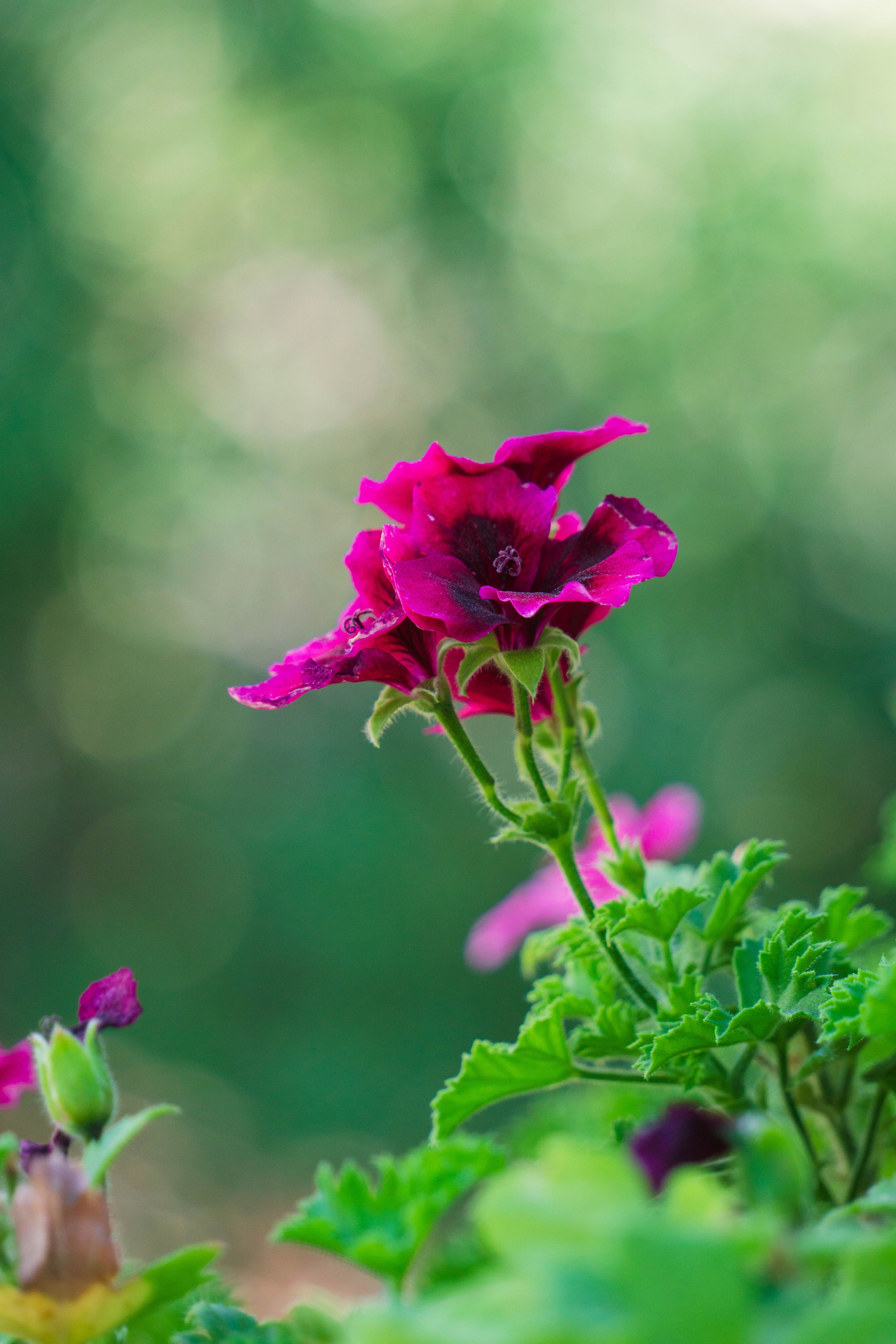 A close up of a flower with green leaves · Free Stock Photo