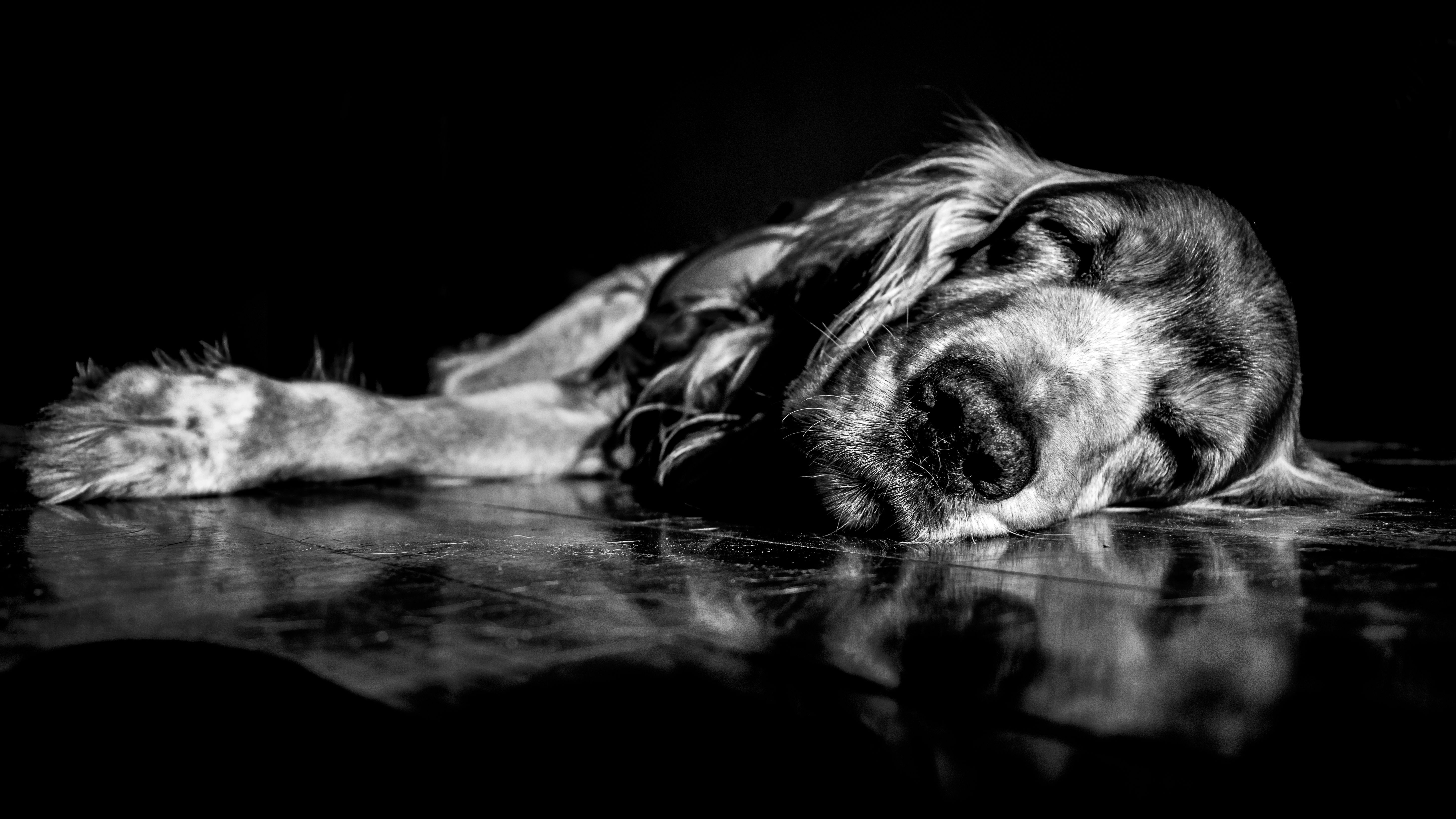 A black and white photo of a dog sleeping · Free Stock Photo