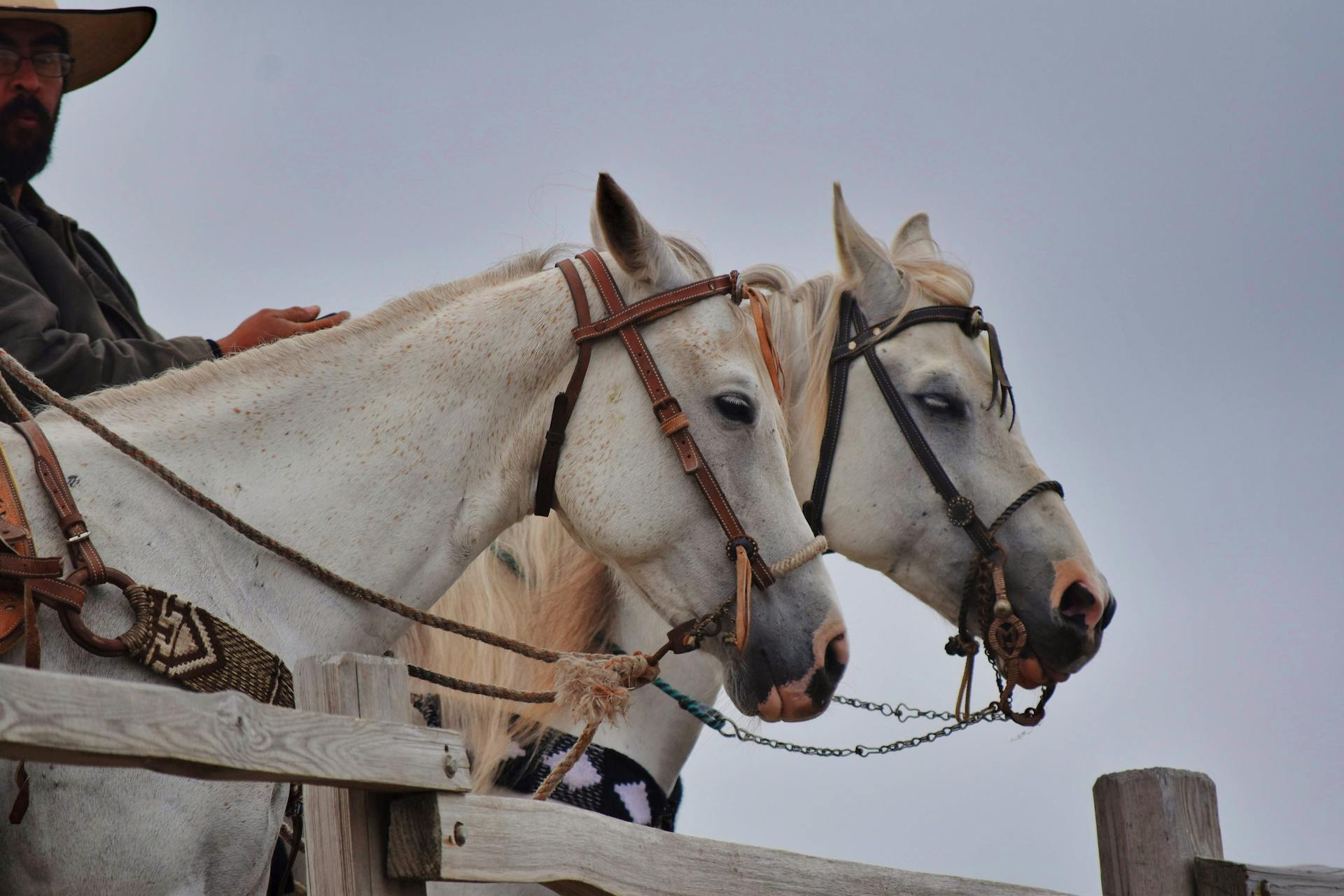 Beach Horse - Half Moon Bay