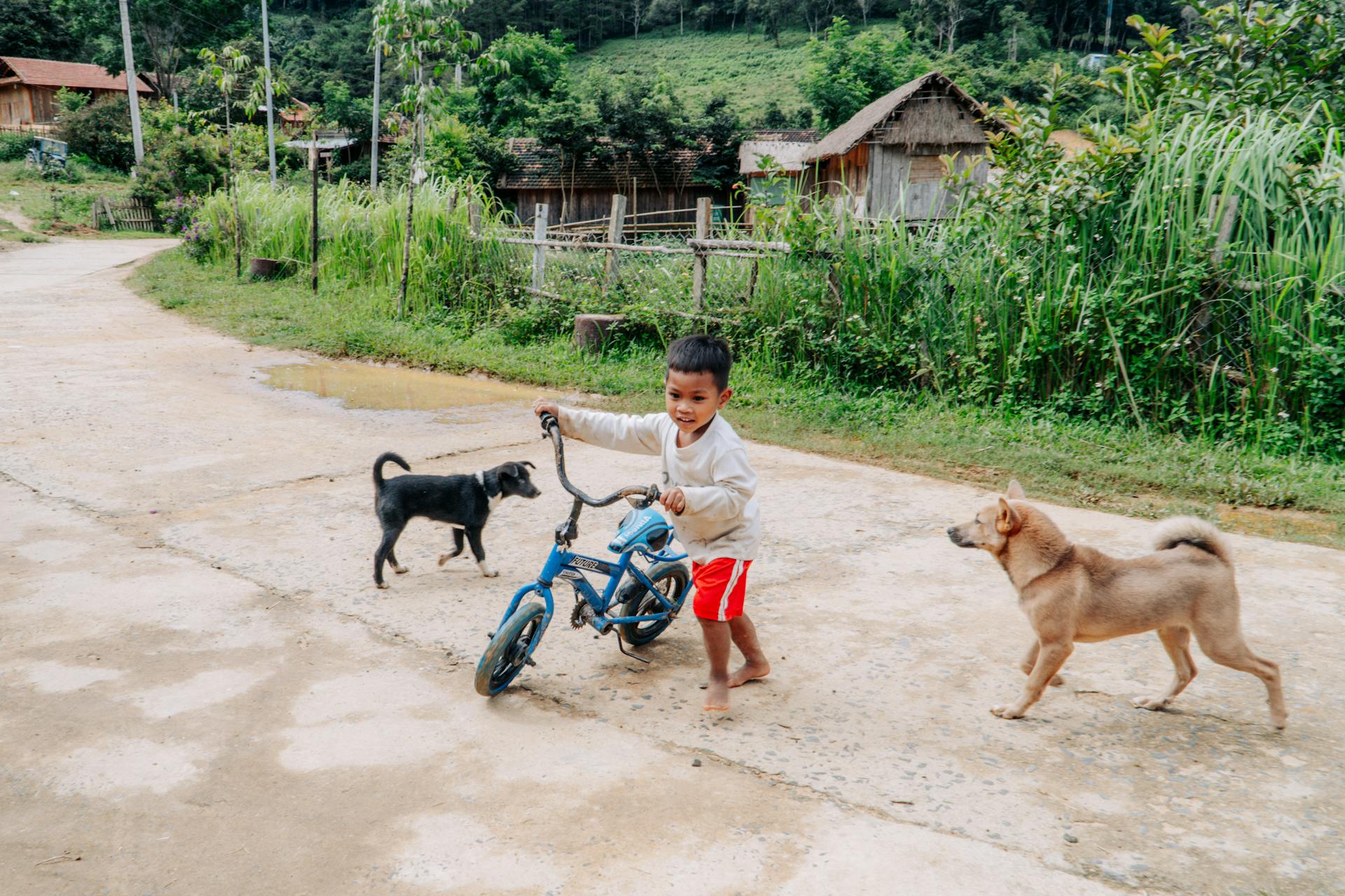 Boy Walking with Bicycle and Dogs on Road in Village