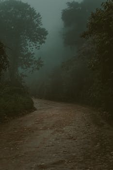 薄雾和黑暗笼罩着阴森的森林小路，营造出一种神秘的氛围