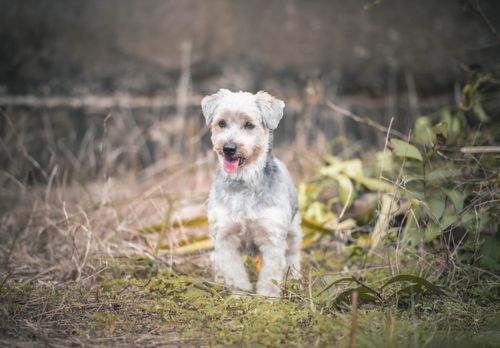 Free Charming portrait of a cute terrier puppy standing in a field, showcasing its playful nature. Stock Photo