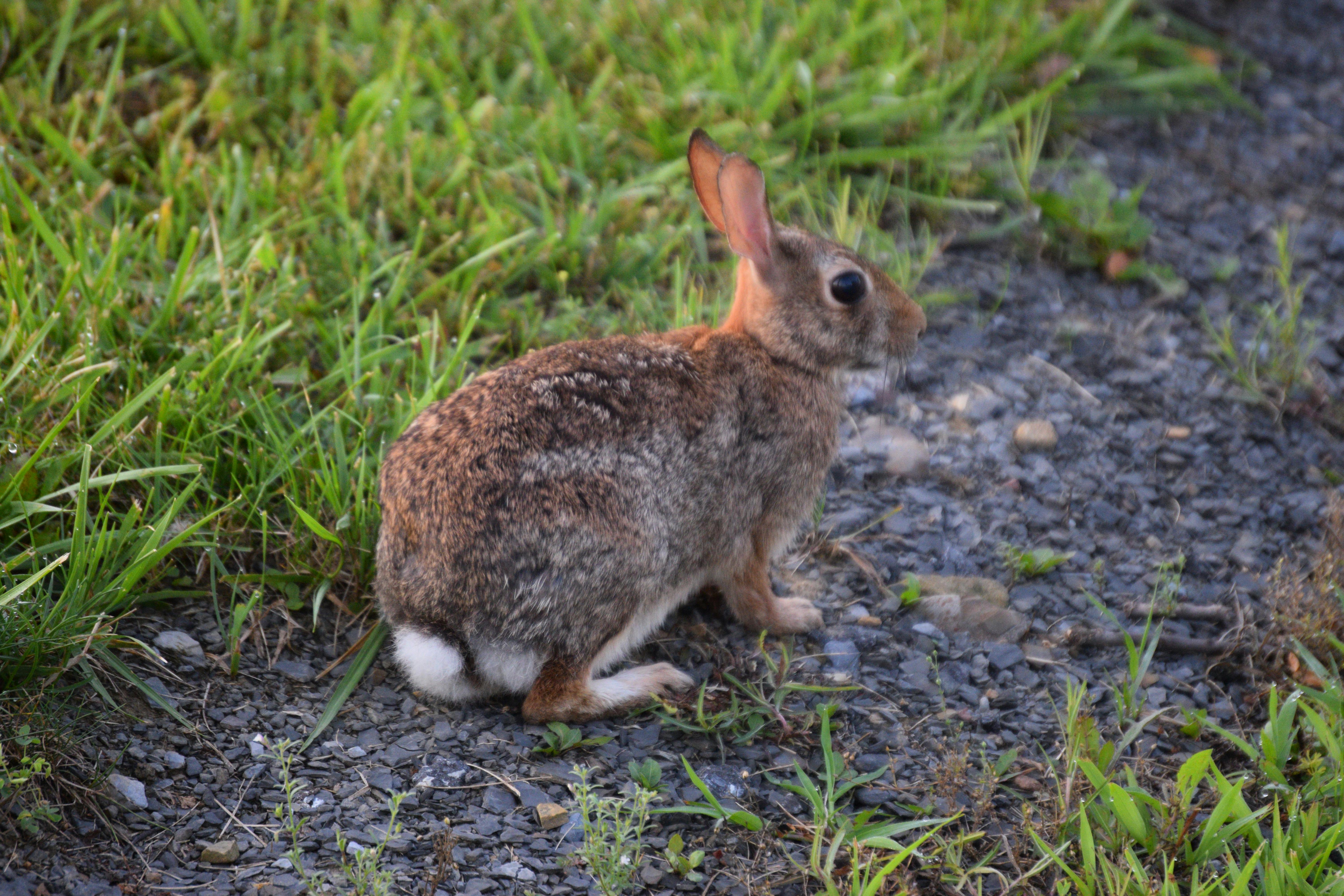 a rabbit sitting on the ground in the grass