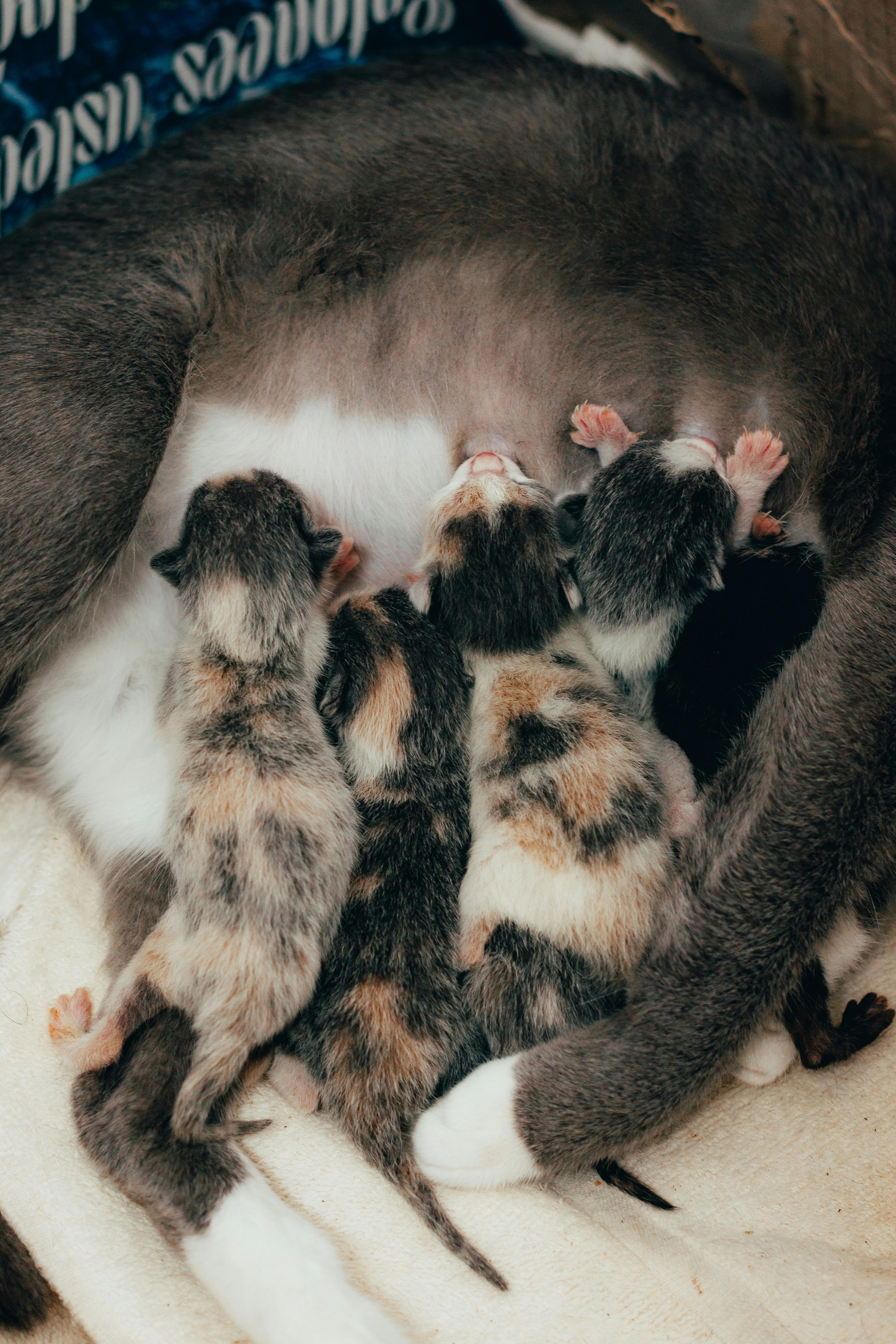 Pet Pet Tofu Cat Litter Photos, Download The BEST Free Pet Pet Tofu Cat