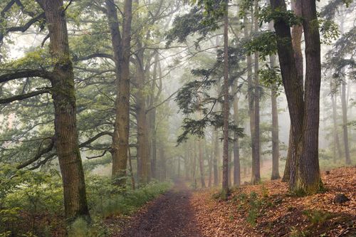 Free Experience the serene beauty of a misty forest with a fog-covered footpath, creating a tranquil nature scene. Stock Photo