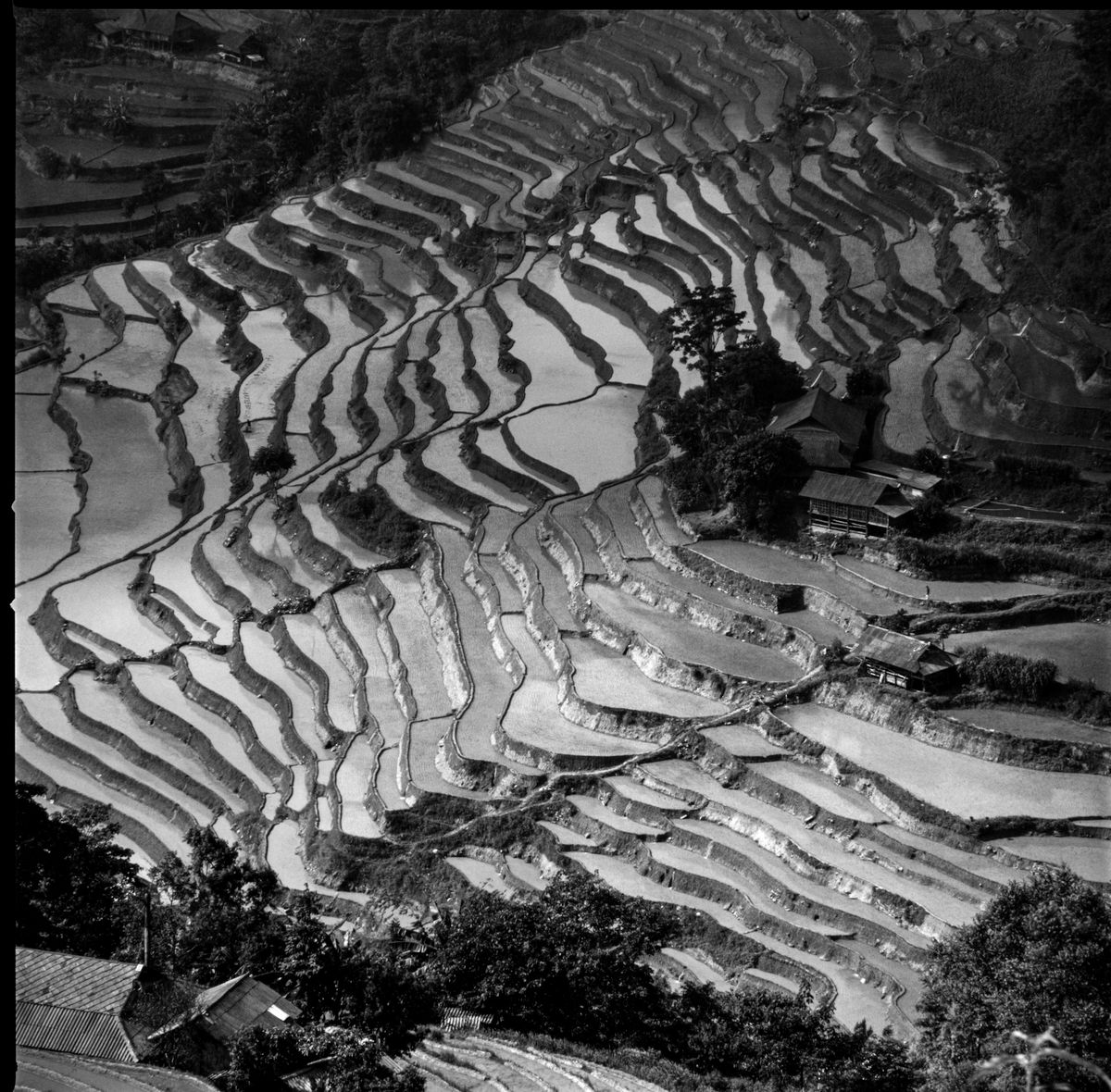 Terraced rice fields carved into a hillside, seen from above