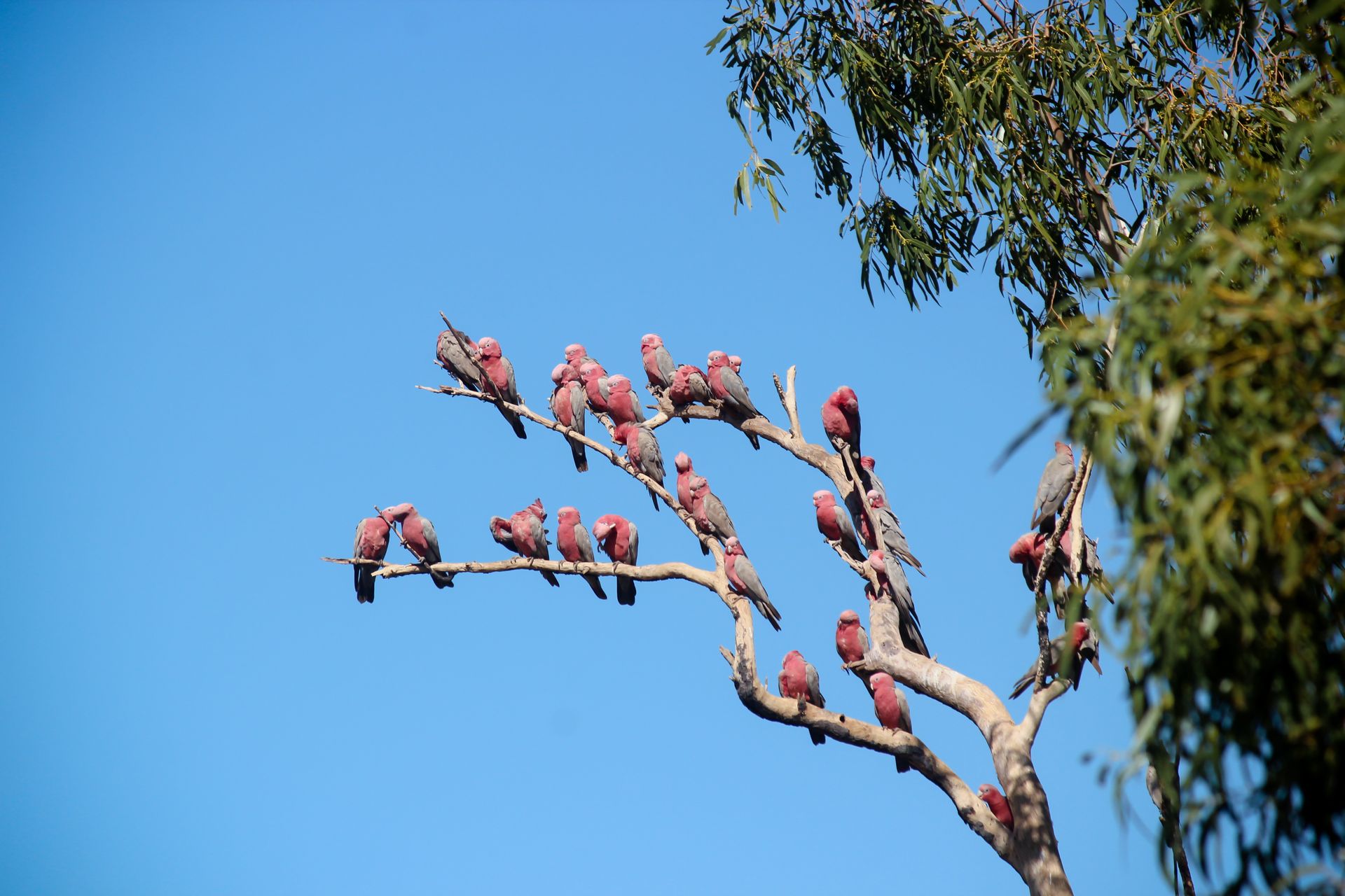 A group of pink galahs sitting on a eucalyptus tree branch against a clear blue sky, showcasing Australian wildlife.