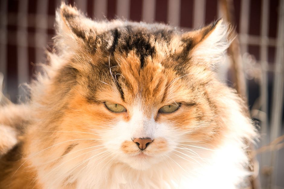 A beautiful fluffy calico cat staring directly at the camera with a curious expression.