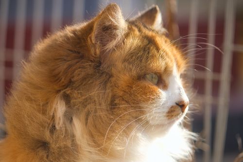 Free Adorable long-haired cat basking in sunlight, capturing a serene profile portrait. Stock Photo
