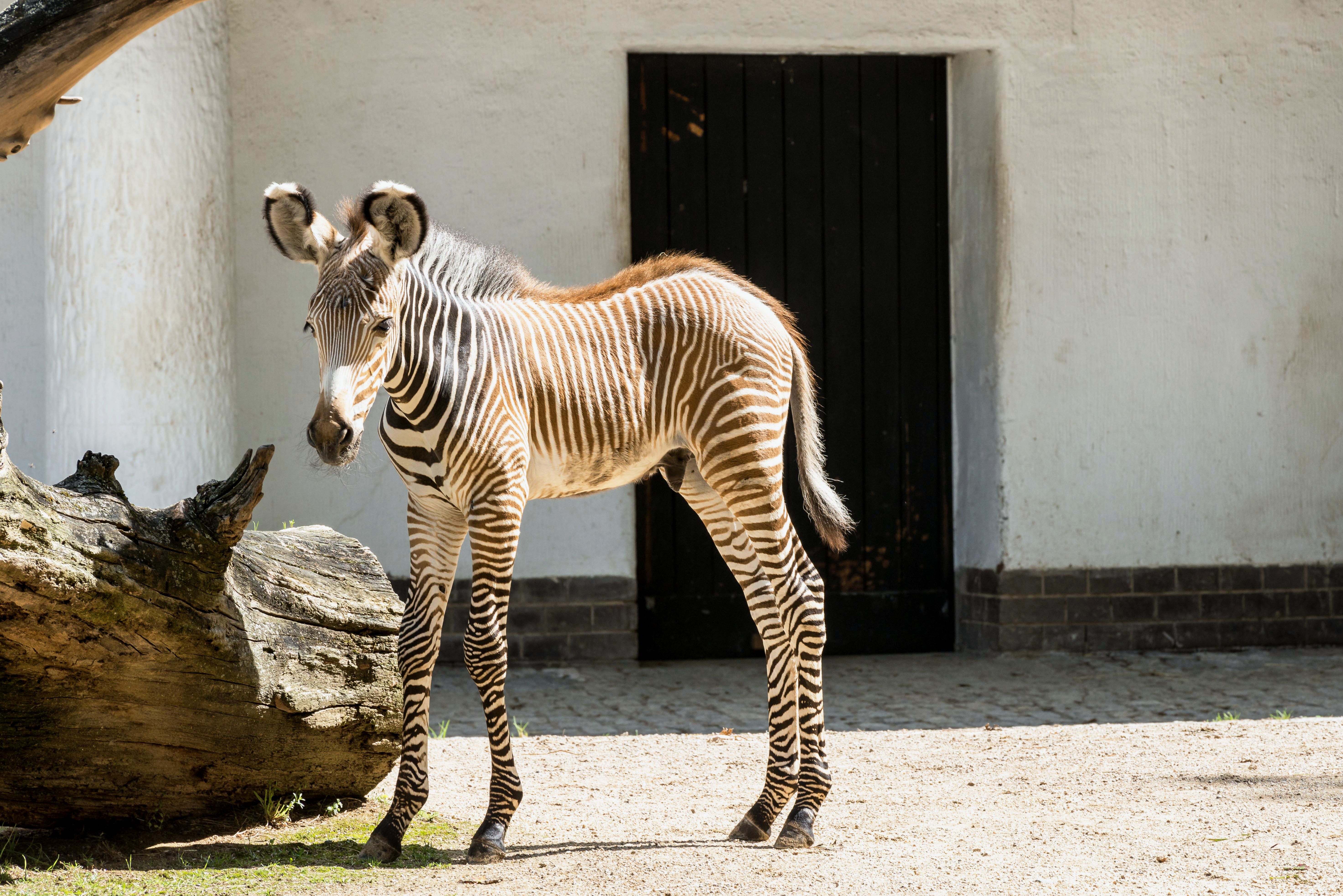 Zoo Lipsk i Gondwanaland