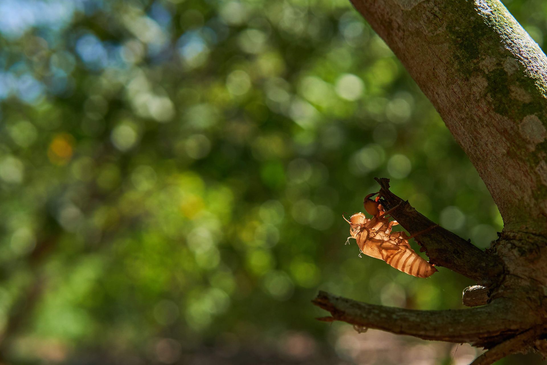 A cicada shell clings to a tree branch against a blurred, sunny background.