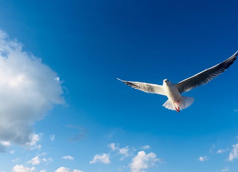 A seagull gracefully flying high in a clear blue sky, symbolizing freedom and peace.