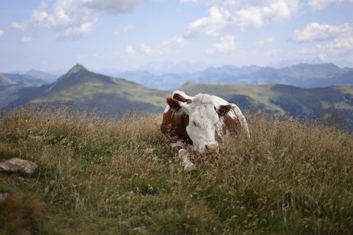 Free Peaceful scene of a cow resting in a grassy mountain landscape under a clear summer sky. Stock Photo