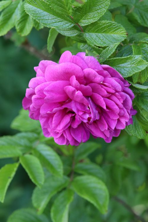 Free Close-up of a vibrant pink rose surrounded by rich green leaves, capturing the essence of summer beauty. Stock Photo