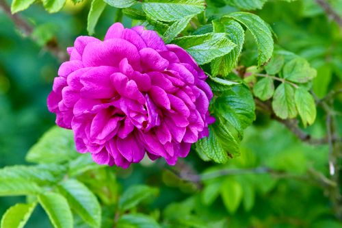 Free A stunning pink rose in full bloom among lush green leaves, captured outdoors highlighting its vibrant beauty. Stock Photo