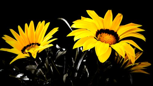 Free stock photo of beautiful flower, birds of paradise flower, black background