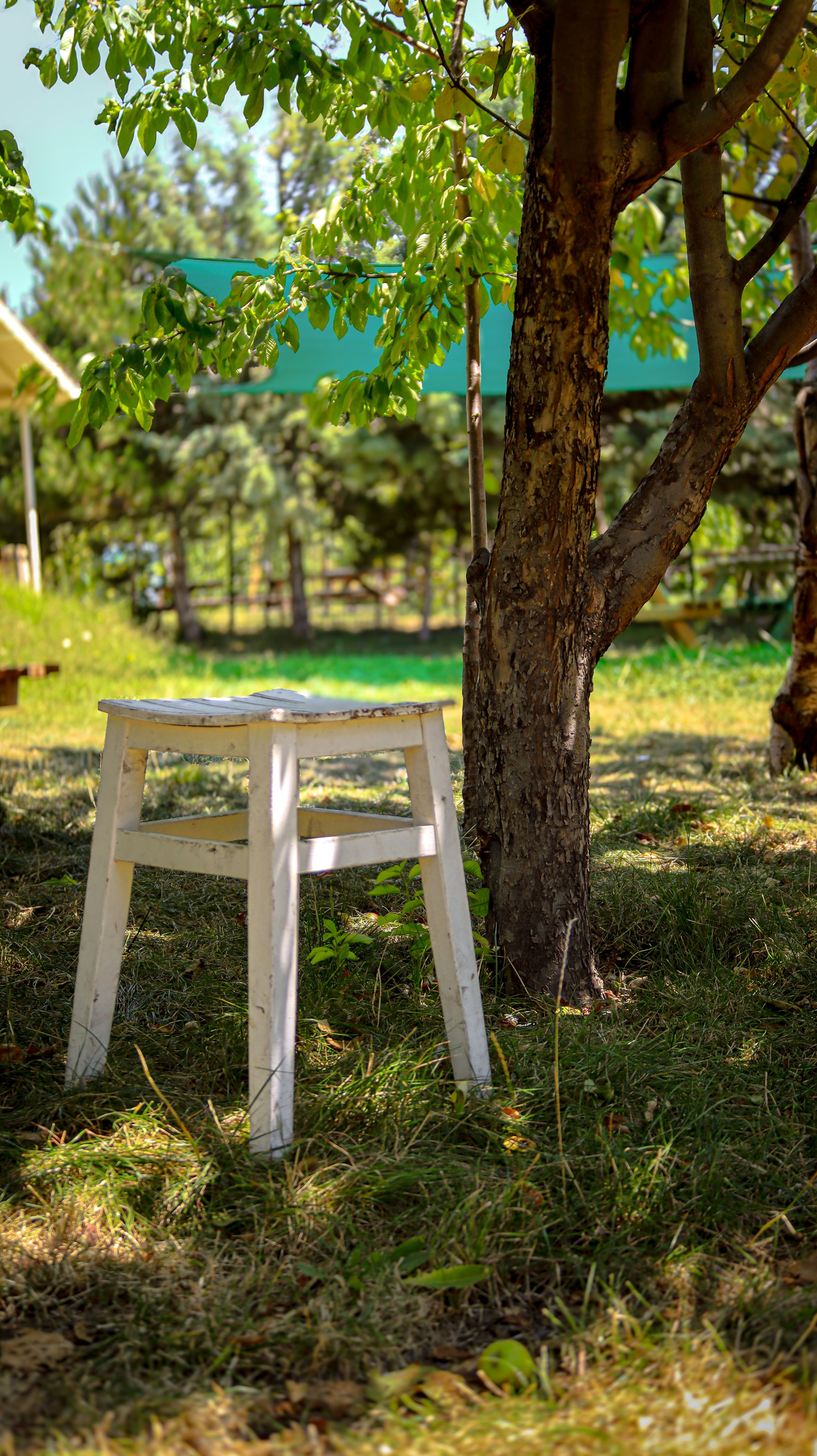 A peaceful summer garden with a wooden stool under a tree.
