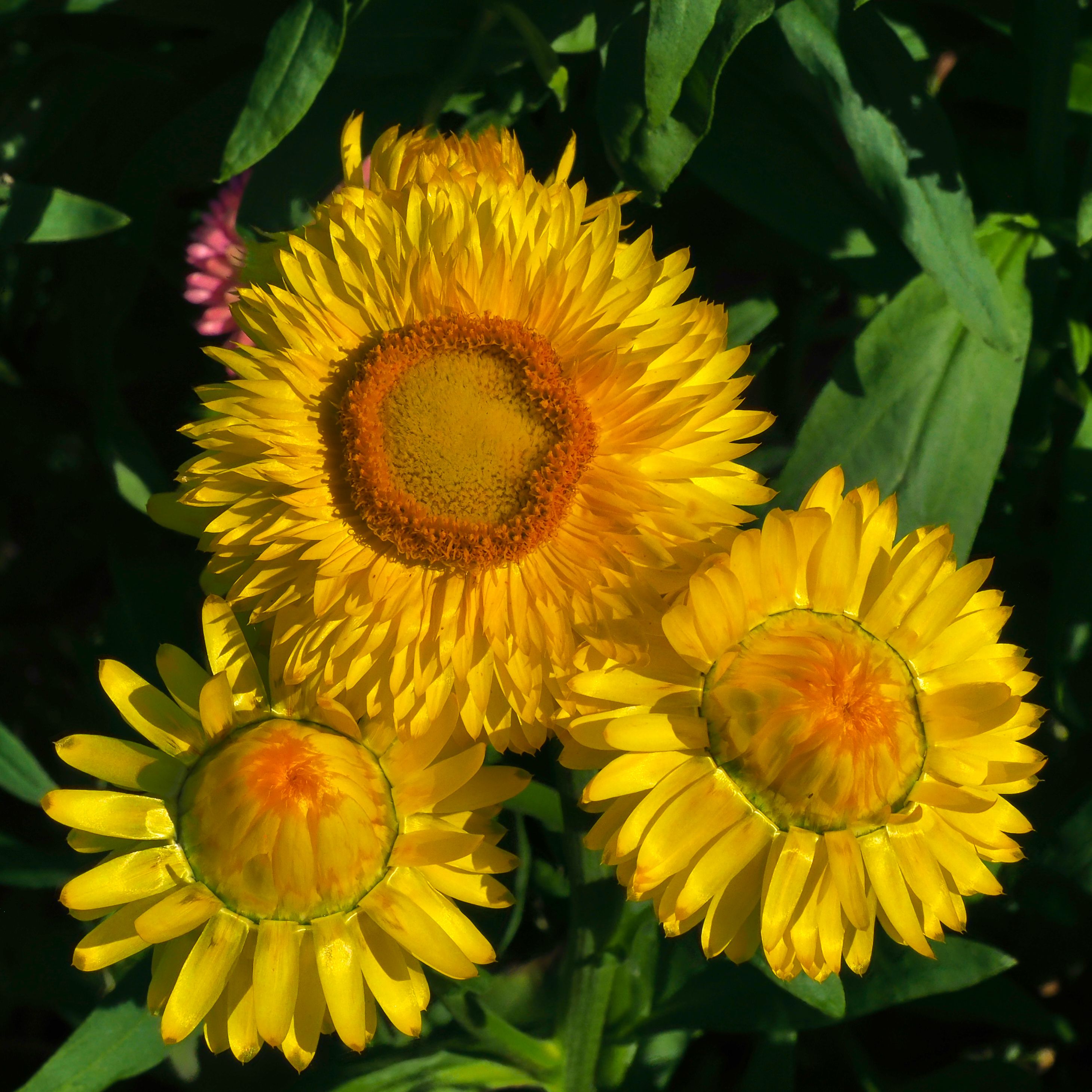 Three yellow flowers - Helichrysum · Free Stock Photo