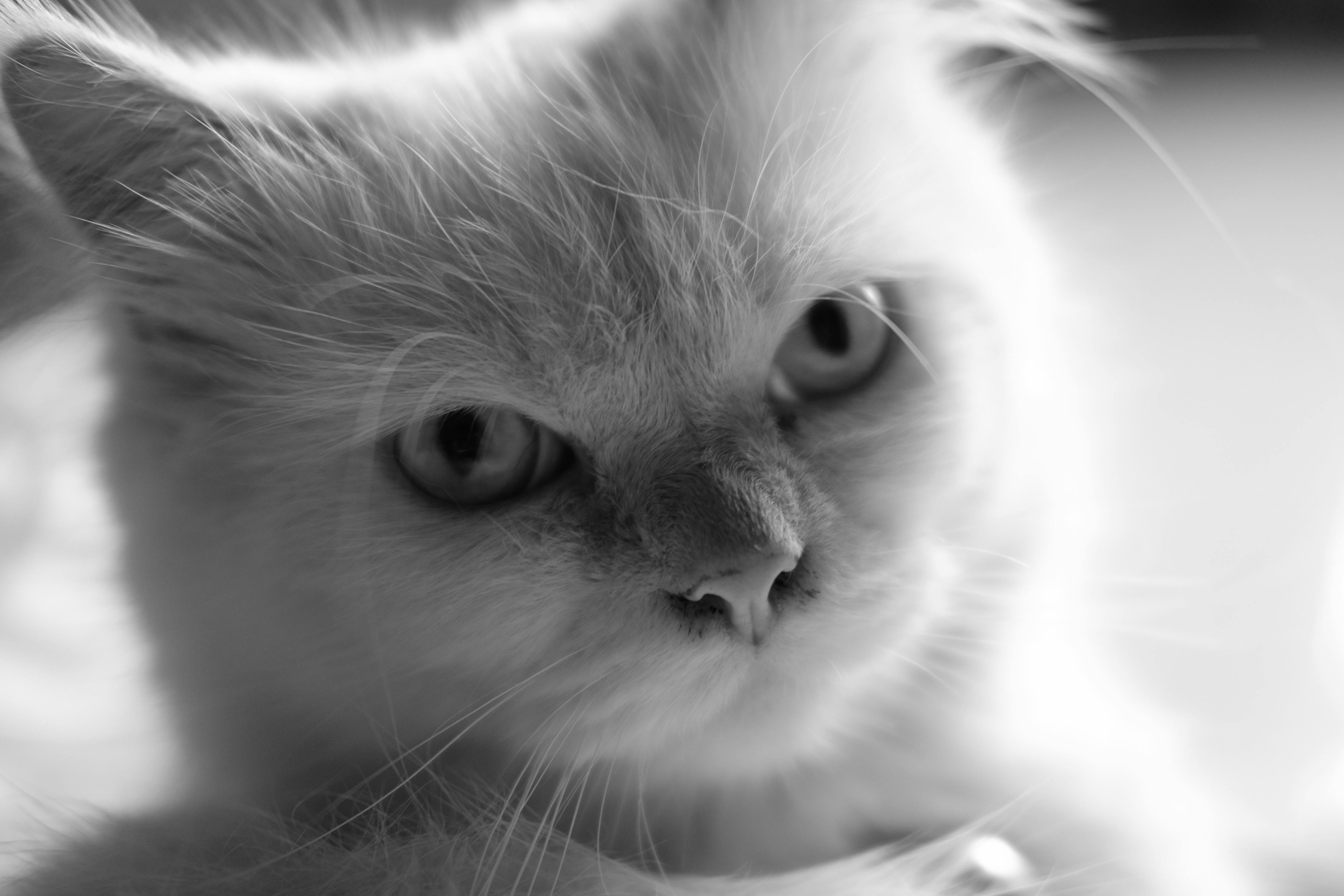 free-stock-photo-of-animal-architectural-black-and-white